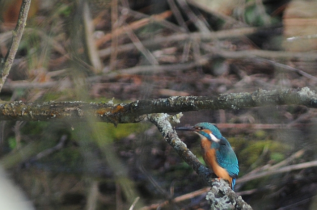 kingfisher, kingfishers, briti-1.jpg - KINGFISHER - BLASHFORD LAKES, HANTS - 12.2.09